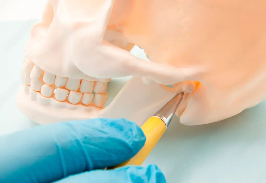 articulacion mandibula